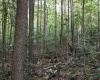 8859 George Washington Highway, Tunnelton, West Virginia 26444, ,Lots/land,For Sale,George Washington,10161762