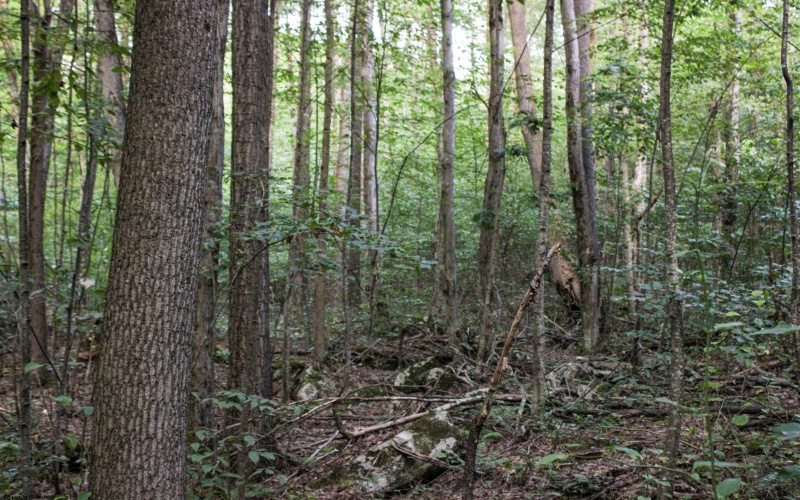 8859 George Washington Highway, Tunnelton, West Virginia 26444, ,Lots/land,For Sale,George Washington,10161762