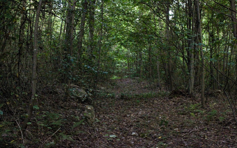 8859 George Washington Highway, Tunnelton, West Virginia 26444, ,Lots/land,For Sale,George Washington,10161762