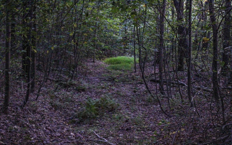 8859 George Washington Highway, Tunnelton, West Virginia 26444, ,Lots/land,For Sale,George Washington,10161762