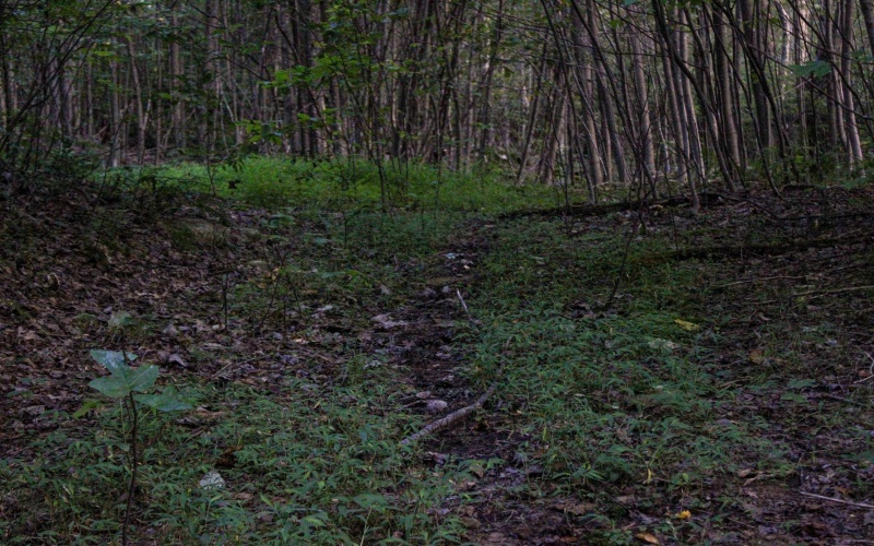 8859 George Washington Highway, Tunnelton, West Virginia 26444, ,Lots/land,For Sale,George Washington,10161762