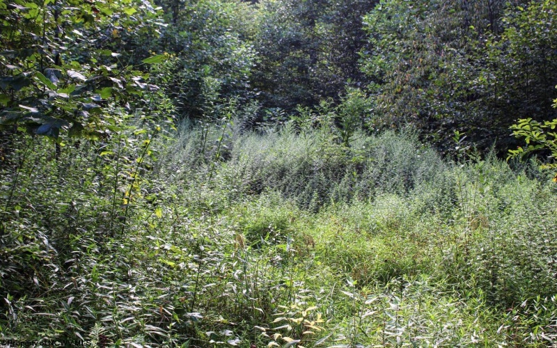 8859 George Washington Highway, Tunnelton, West Virginia 26444, ,Lots/land,For Sale,George Washington,10161762
