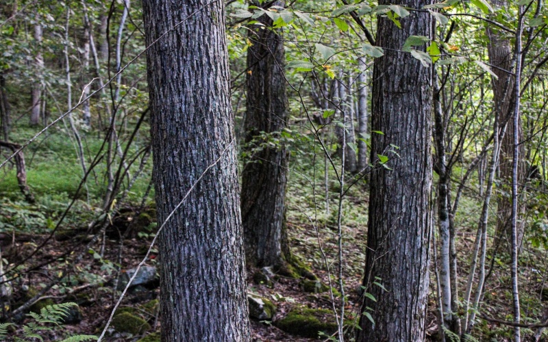 8859 George Washington Highway, Tunnelton, West Virginia 26444, ,Lots/land,For Sale,George Washington,10161762