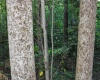 8859 George Washington Highway, Tunnelton, West Virginia 26444, ,Lots/land,For Sale,George Washington,10161762
