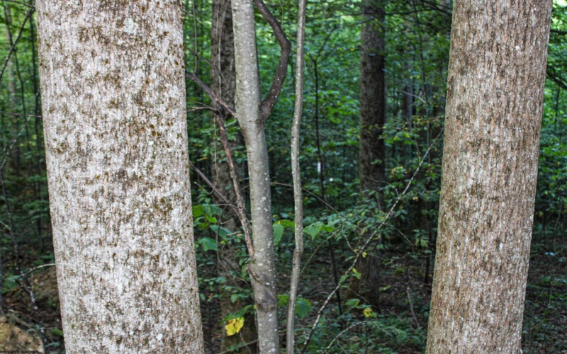 8859 George Washington Highway, Tunnelton, West Virginia 26444, ,Lots/land,For Sale,George Washington,10161762