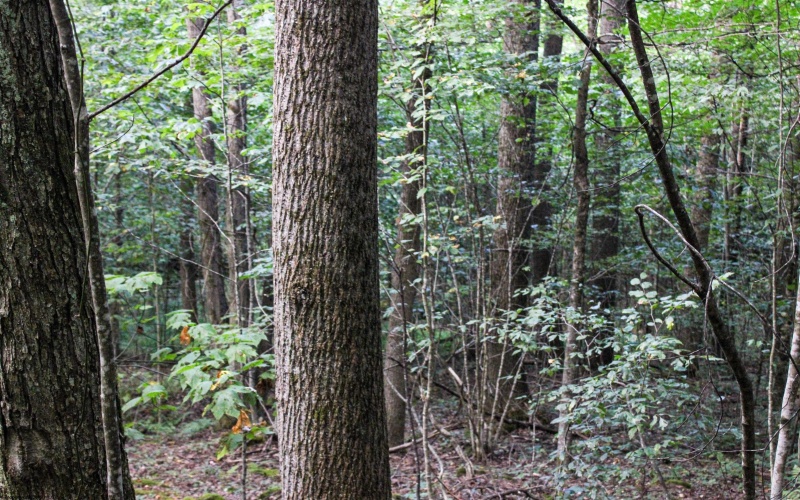 8859 George Washington Highway, Tunnelton, West Virginia 26444, ,Lots/land,For Sale,George Washington,10161762