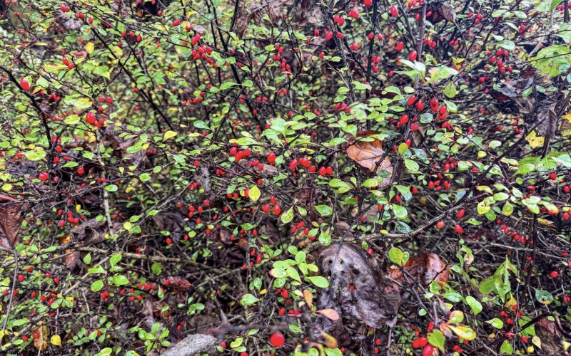 TBD Fairview Road, Farmington, West Virginia 26571, ,Lots/land,For Sale,Fairview,10161763