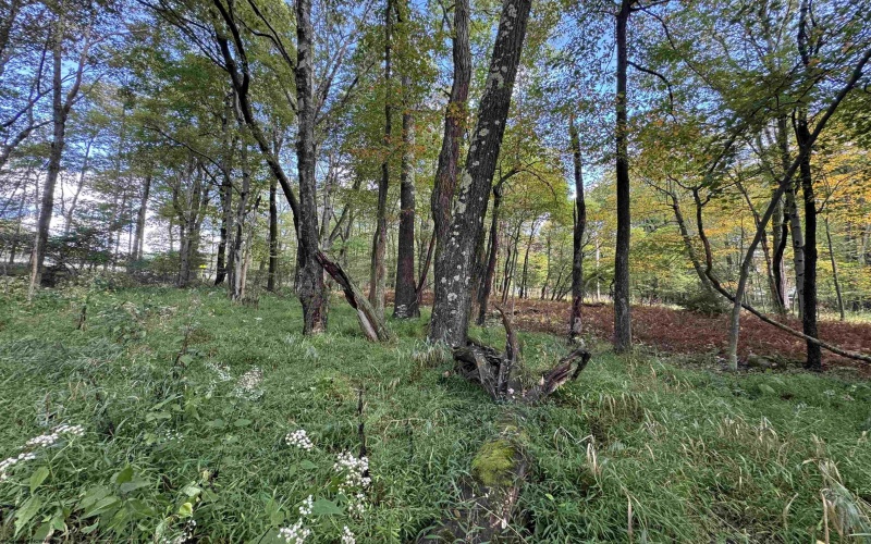 Lots 5 and 6 Dogwood Lane, Terra Alta, West Virginia 26764, ,Lots/land,For Sale,Dogwood,10161764