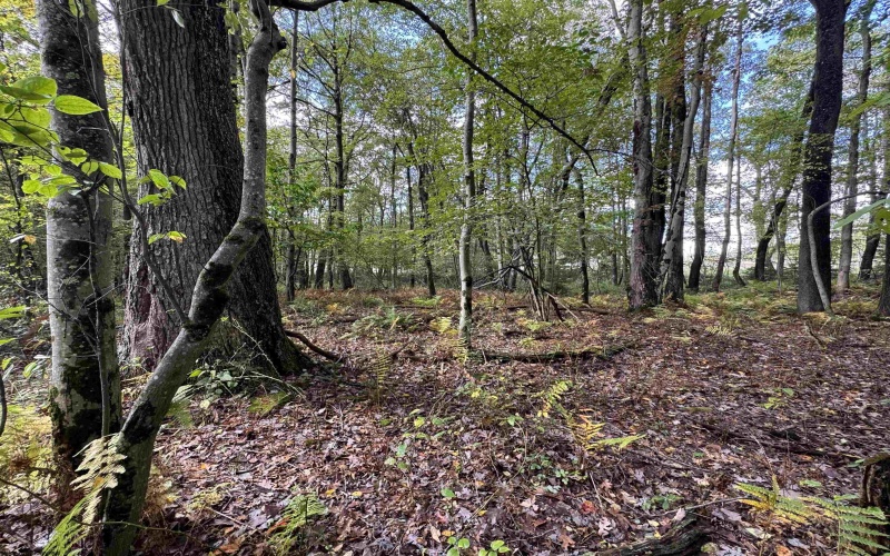 Lots 5 and 6 Dogwood Lane, Terra Alta, West Virginia 26764, ,Lots/land,For Sale,Dogwood,10161764