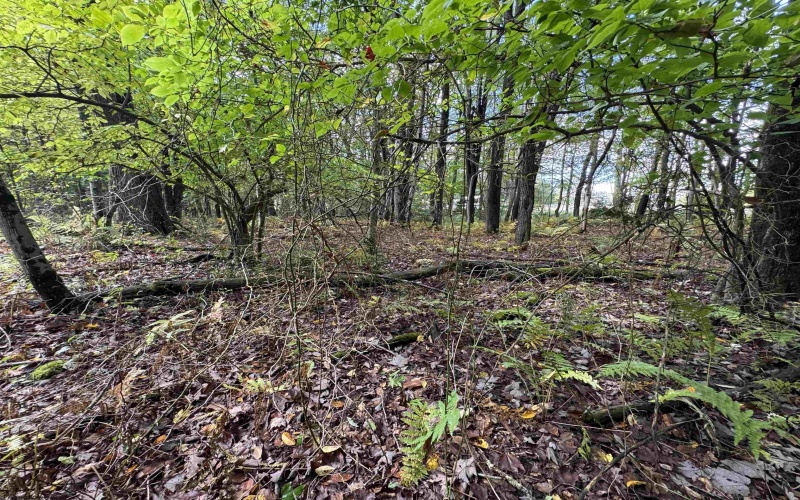 Lots 5 and 6 Dogwood Lane, Terra Alta, West Virginia 26764, ,Lots/land,For Sale,Dogwood,10161764
