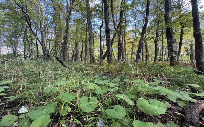 Lots 5 and 6 Dogwood Lane, Terra Alta, West Virginia 26764, ,Lots/land,For Sale,Dogwood,10161764