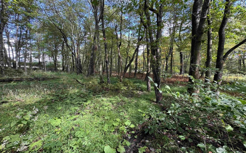 Lots 5 and 6 Dogwood Lane, Terra Alta, West Virginia 26764, ,Lots/land,For Sale,Dogwood,10161764