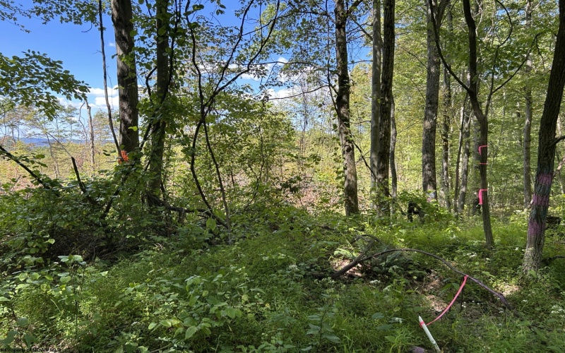 Lot 5 Crane School Road, Terra Alta, West Virginia 26764, ,Lots/land,For Sale,Crane School,10161779