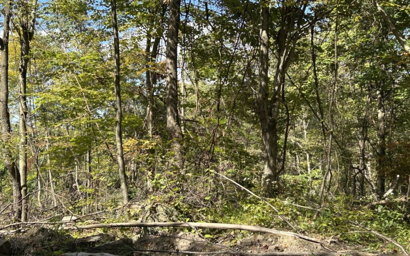 Lot 1 Crane School Road, Terra Alta, West Virginia 26764, ,Lots/land,For Sale,Crane School,10161778
