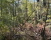Lot 1 Crane School Road, Terra Alta, West Virginia 26764, ,Lots/land,For Sale,Crane School,10161778