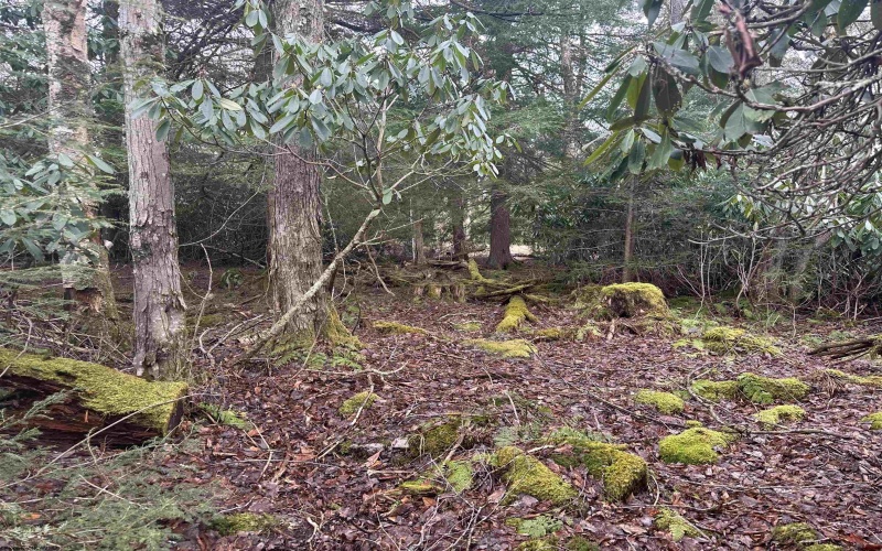 Lot 4 Medici Lane, Davis, West Virginia 26260, ,Lots/land,For Sale,Medici,10153531 Lot 4 Medici Lane, Davis, West Virginia 26260, ,Lots/land,For Sale,Medici,10153531