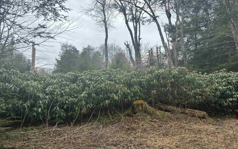 Lot 4 Medici Lane, Davis, West Virginia 26260, ,Lots/land,For Sale,Medici,10153531 Lot 4 Medici Lane, Davis, West Virginia 26260, ,Lots/land,For Sale,Medici,10153531