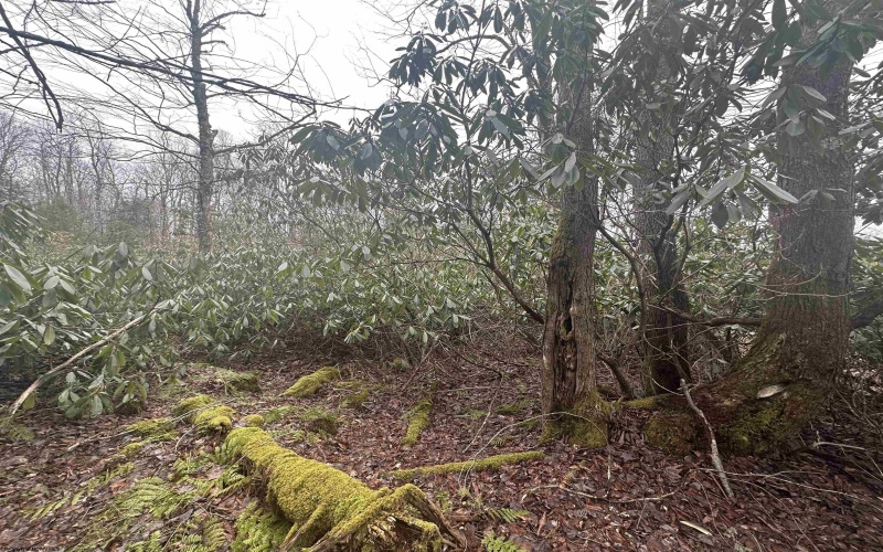 Lot 4 Medici Lane, Davis, West Virginia 26260, ,Lots/land,For Sale,Medici,10153531 Lot 4 Medici Lane, Davis, West Virginia 26260, ,Lots/land,For Sale,Medici,10153531