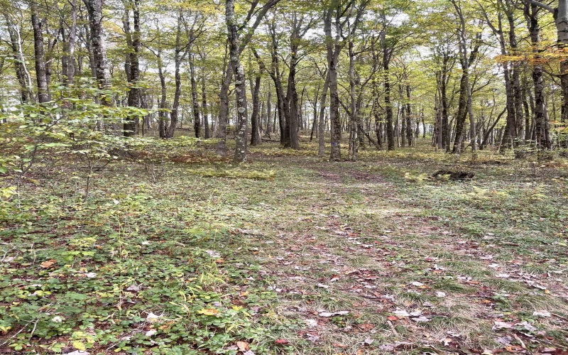 TBD Graham Lane, Terra Alta, West Virginia 26764, ,Lots/land,For Sale,Graham,10161777