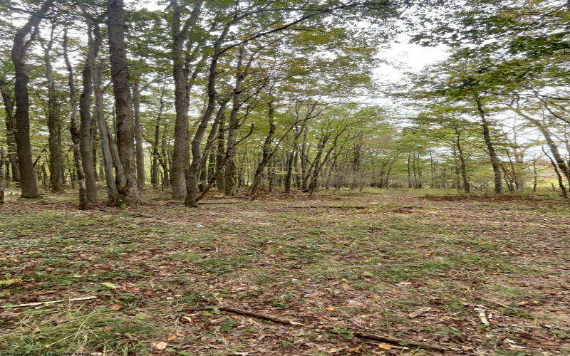 TBD Graham Lane, Terra Alta, West Virginia 26764, ,Lots/land,For Sale,Graham,10161777