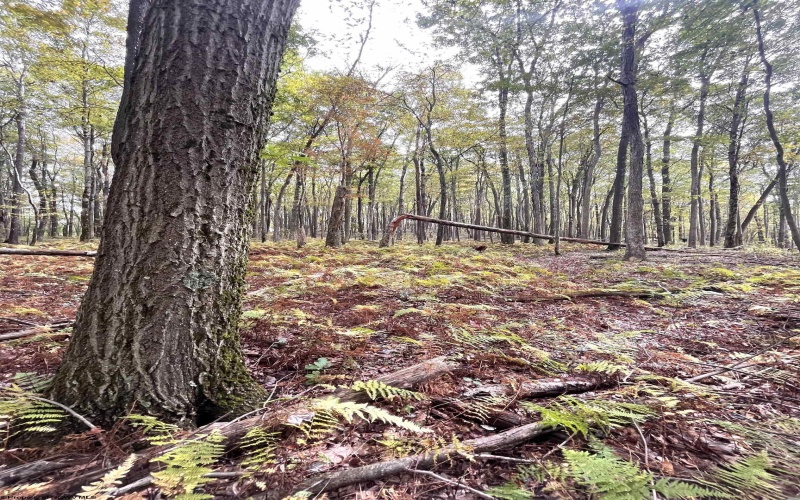 TBD Graham Lane, Terra Alta, West Virginia 26764, ,Lots/land,For Sale,Graham,10161777