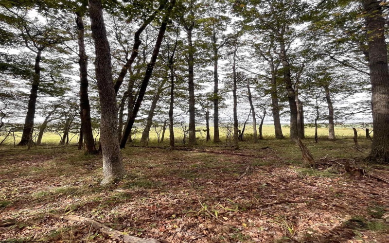 TBD Graham Lane, Terra Alta, West Virginia 26764, ,Lots/land,For Sale,Graham,10161777