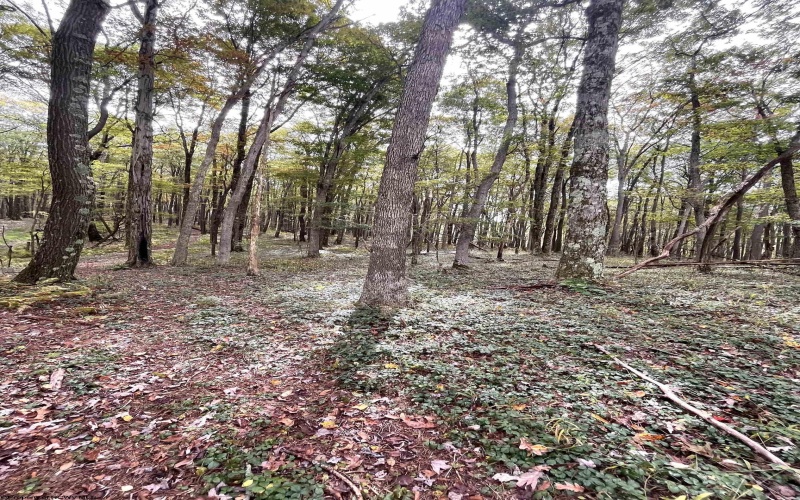 TBD Graham Lane, Terra Alta, West Virginia 26764, ,Lots/land,For Sale,Graham,10161777