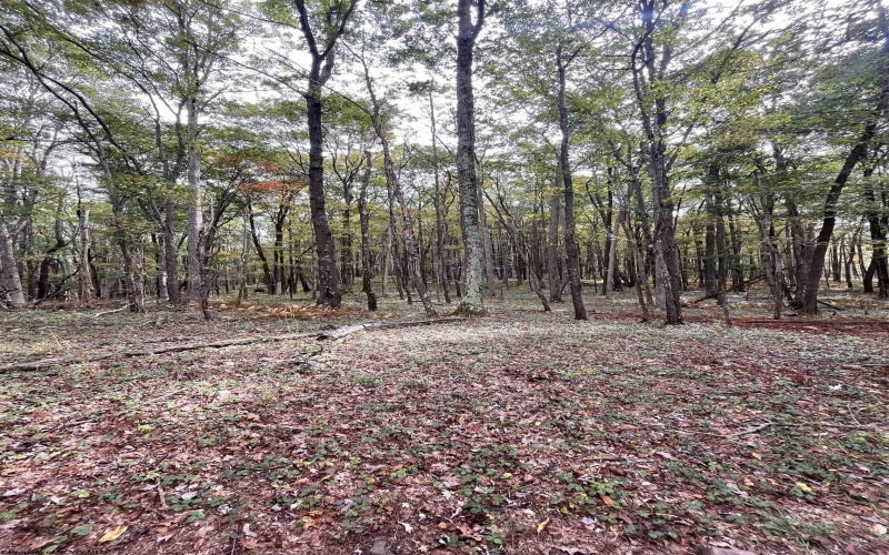 TBD Graham Lane, Terra Alta, West Virginia 26764, ,Lots/land,For Sale,Graham,10161777