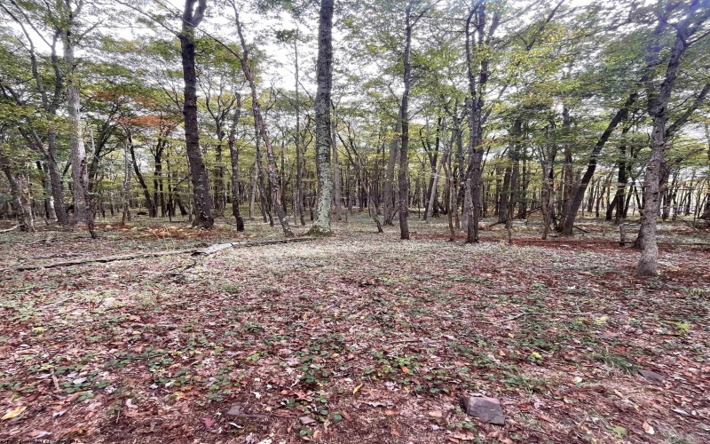 TBD Graham Lane, Terra Alta, West Virginia 26764, ,Lots/land,For Sale,Graham,10161777