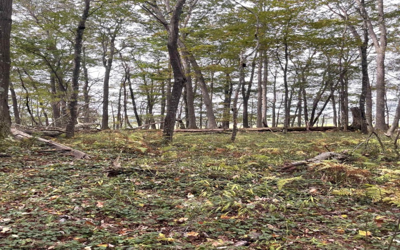 TBD Graham Lane, Terra Alta, West Virginia 26764, ,Lots/land,For Sale,Graham,10161777
