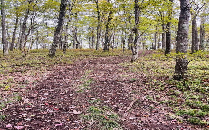 TBD Graham Lane, Terra Alta, West Virginia 26764, ,Lots/land,For Sale,Graham,10161777