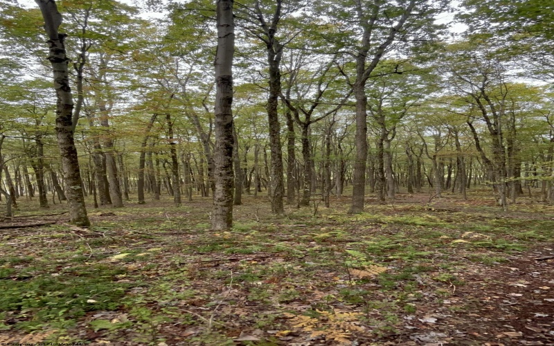 TBD Graham Lane, Terra Alta, West Virginia 26764, ,Lots/land,For Sale,Graham,10161777