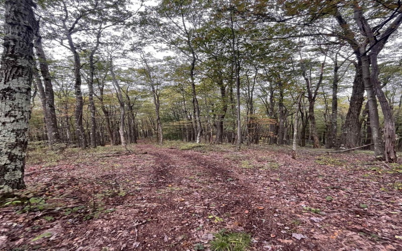 TBD Graham Lane, Terra Alta, West Virginia 26764, ,Lots/land,For Sale,Graham,10161777