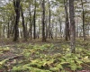 TBD Graham Lane, Terra Alta, West Virginia 26764, ,Lots/land,For Sale,Graham,10161777
