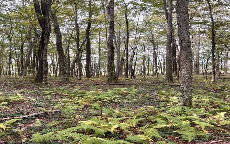 TBD Graham Lane, Terra Alta, West Virginia 26764, ,Lots/land,For Sale,Graham,10161777
