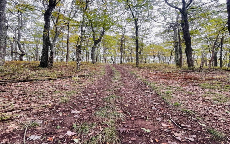 TBD Graham Lane, Terra Alta, West Virginia 26764, ,Lots/land,For Sale,Graham,10161777
