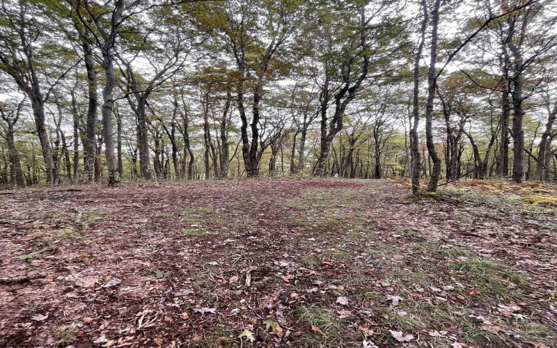 TBD Graham Lane, Terra Alta, West Virginia 26764, ,Lots/land,For Sale,Graham,10161777
