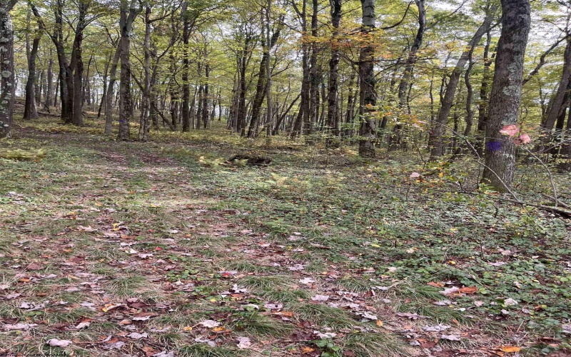 TBD Graham Lane, Terra Alta, West Virginia 26764, ,Lots/land,For Sale,Graham,10161777