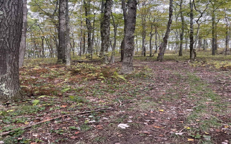 TBD Graham Lane, Terra Alta, West Virginia 26764, ,Lots/land,For Sale,Graham,10161777