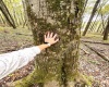 TBD Graham Lane, Terra Alta, West Virginia 26764, ,Lots/land,For Sale,Graham,10161777