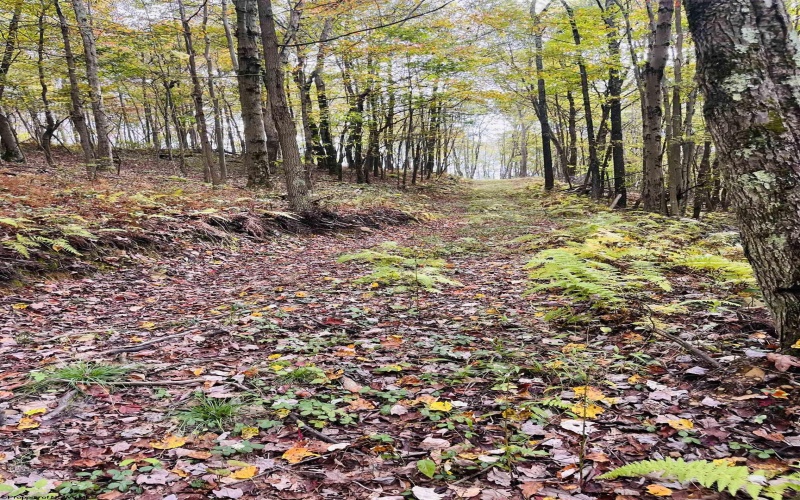 33213 Veterans Memorial Highway, Terra Alta, West Virginia 26764, ,Lots/land,For Sale,Veterans Memorial,10161773