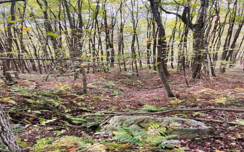 33213 Veterans Memorial Highway, Terra Alta, West Virginia 26764, ,Lots/land,For Sale,Veterans Memorial,10161773