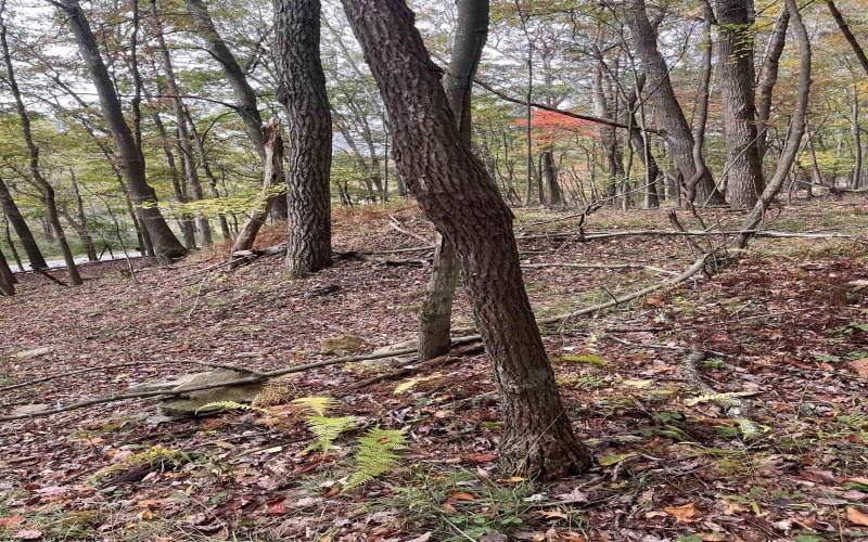 33213 Veterans Memorial Highway, Terra Alta, West Virginia 26764, ,Lots/land,For Sale,Veterans Memorial,10161773