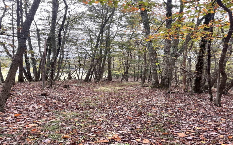 33213 Veterans Memorial Highway, Terra Alta, West Virginia 26764, ,Lots/land,For Sale,Veterans Memorial,10161773