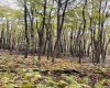 33213 Veterans Memorial Highway, Terra Alta, West Virginia 26764, ,Lots/land,For Sale,Veterans Memorial,10161773