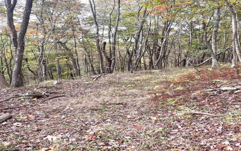 33213 Veterans Memorial Highway, Terra Alta, West Virginia 26764, ,Lots/land,For Sale,Veterans Memorial,10161773