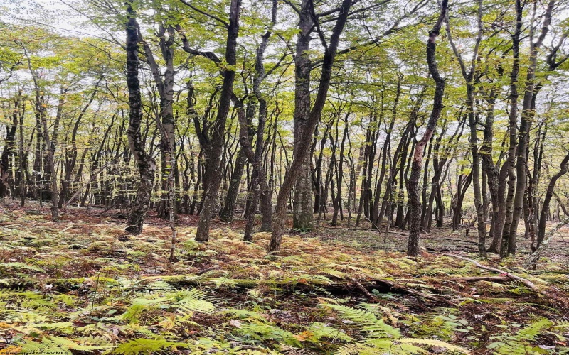 33213 Veterans Memorial Highway, Terra Alta, West Virginia 26764, ,Lots/land,For Sale,Veterans Memorial,10161773