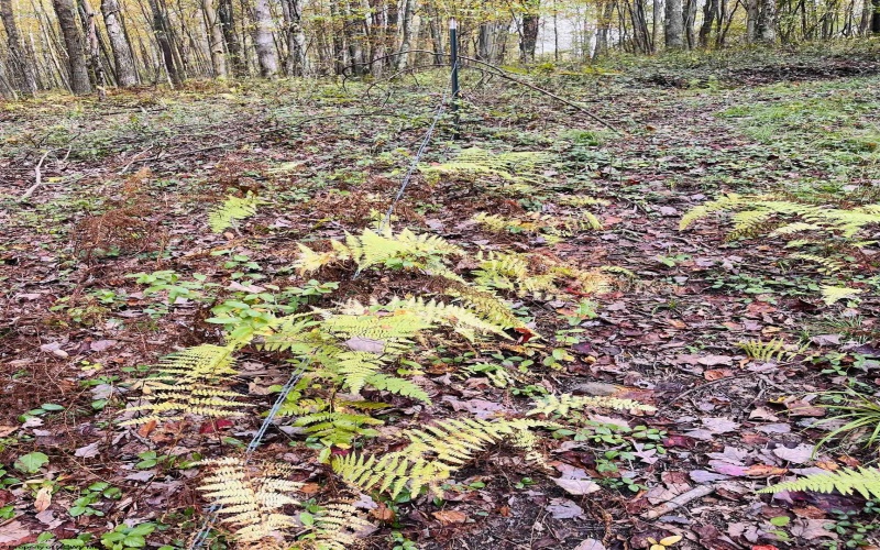 33213 Veterans Memorial Highway, Terra Alta, West Virginia 26764, ,Lots/land,For Sale,Veterans Memorial,10161773