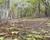 33213 Veterans Memorial Highway, Terra Alta, West Virginia 26764, ,Lots/land,For Sale,Veterans Memorial,10161773