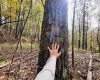 33213 Veterans Memorial Highway, Terra Alta, West Virginia 26764, ,Lots/land,For Sale,Veterans Memorial,10161773